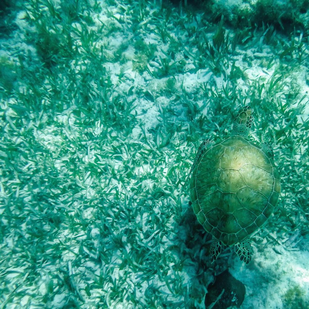 AAA_Travel's tweet photo. Saw this cool little turtle just swimming around while I was snorkeling in #Cancun, #Mexico. #TinyTurtleTuesday - #AAAInspector 511 https://t.co/hfTiQJkxfa