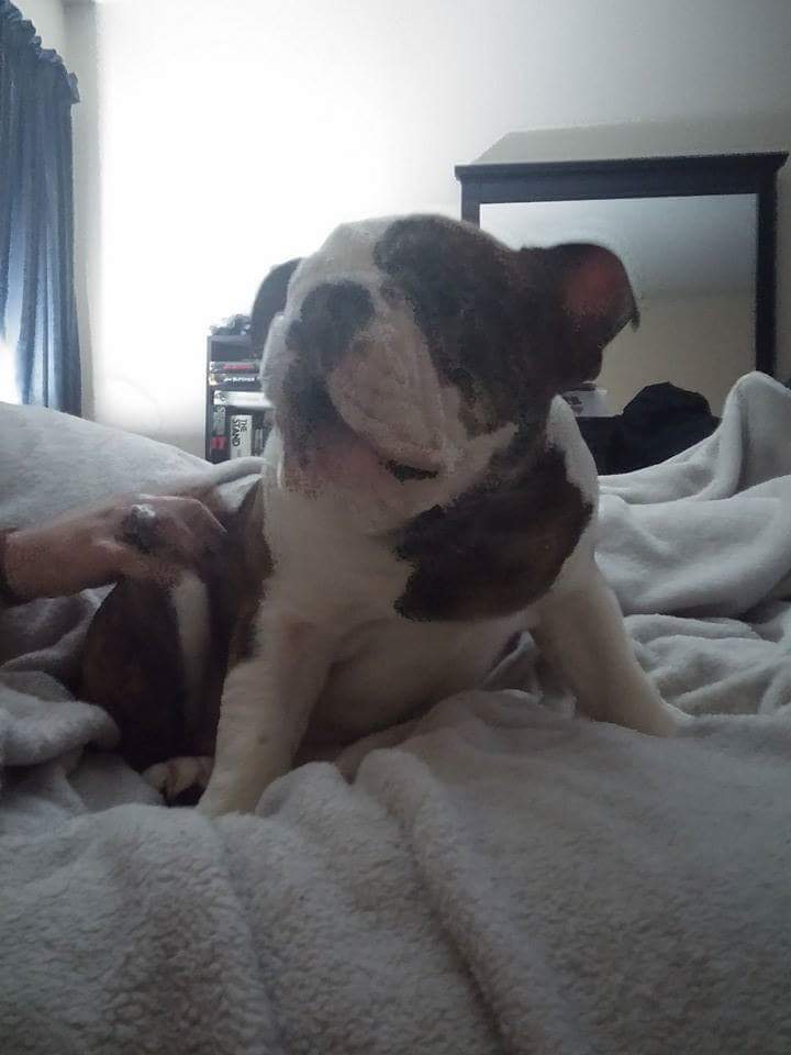 alphazro's tweet image. #nationalpetday