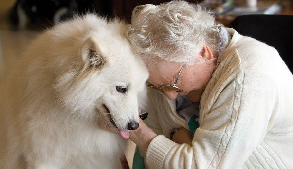 Today is #TherapyDogAppreciationDay. There’s simply no substitute for the comfort a dog can provide. (photo: infocusmagazine.ca).