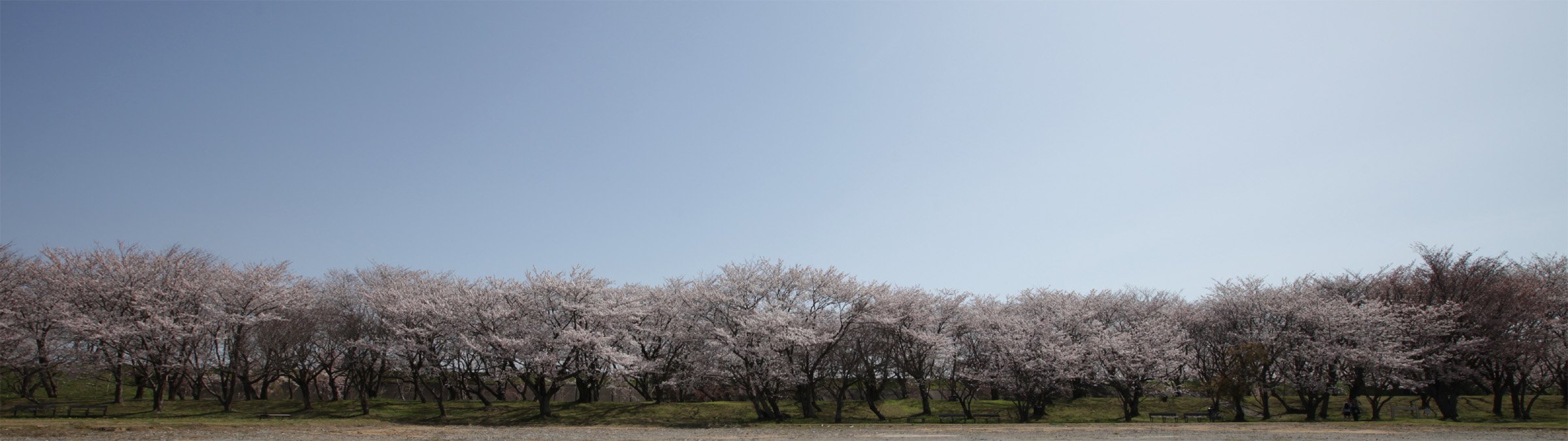 宮川堤の桜 Twitter Search Twitter