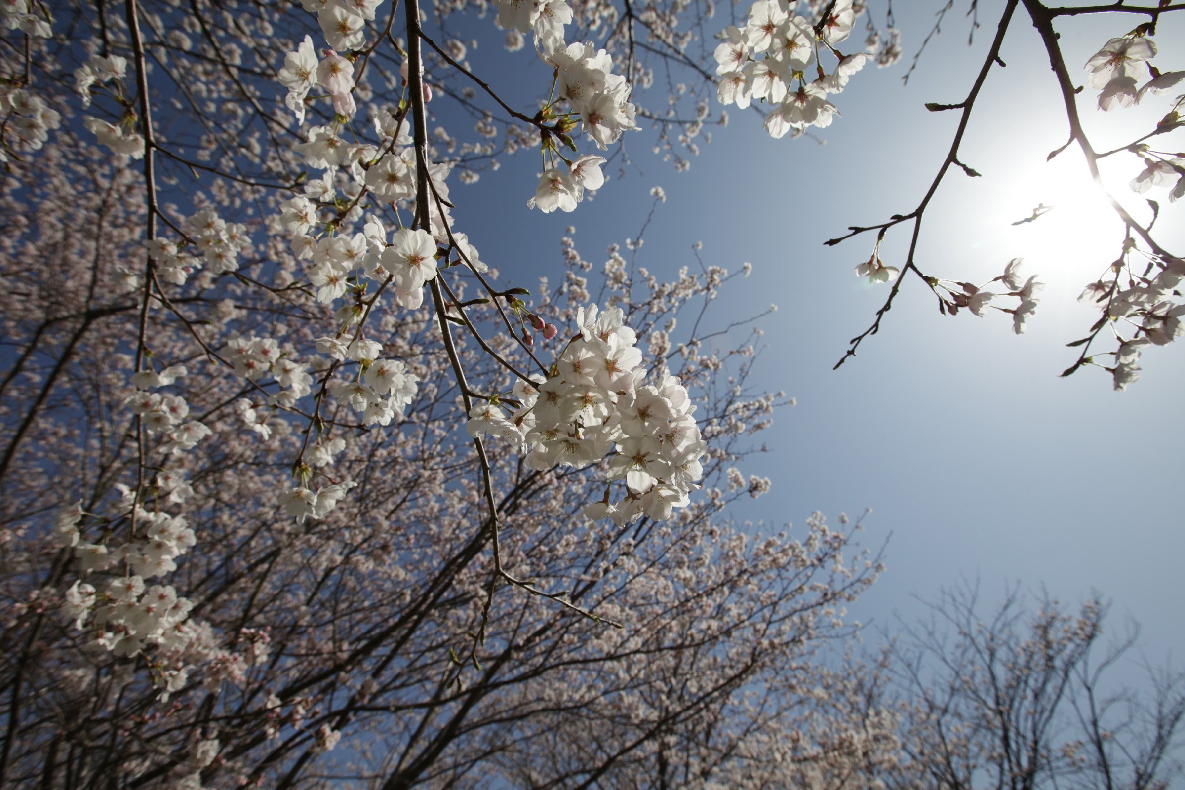 宮川堤の桜 Twitter Search Twitter