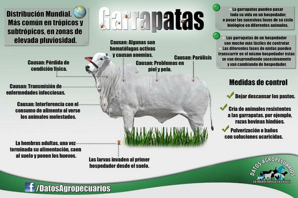 tca_venezuela's tweet photo. "Guia para el control de los Parasitos externos en Bovinos de Leche https://t.co/plBziRrrmX #Veterinaria https://t.co/m8F2Rzf2dS" via @Servegan #Ganaderia