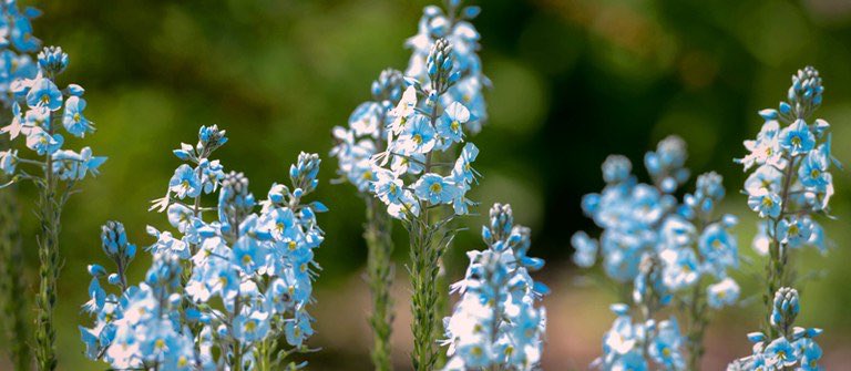 lutonhooestate.co.uk/events/plant-h…