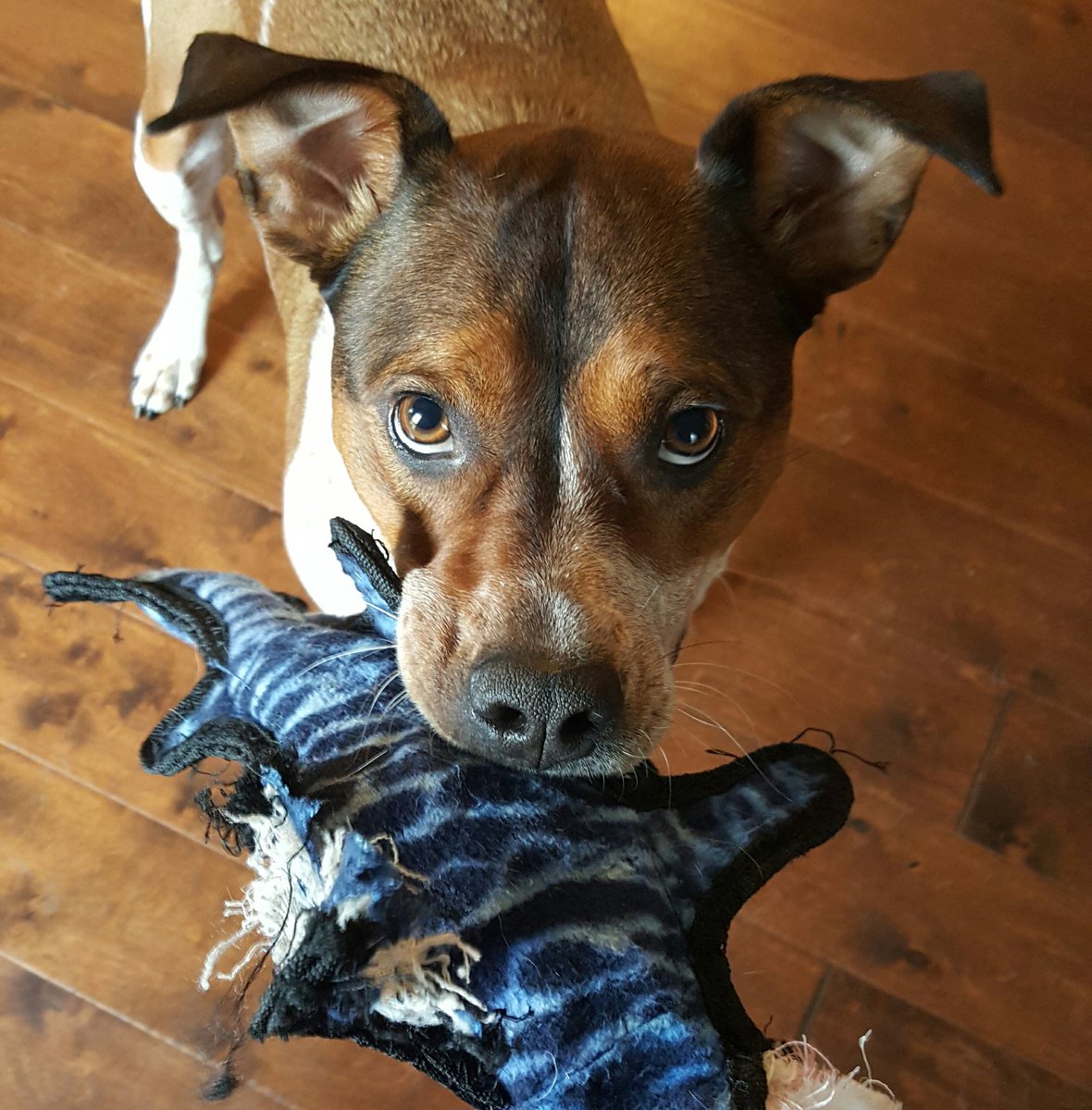 Caustic Phoenix tweet media