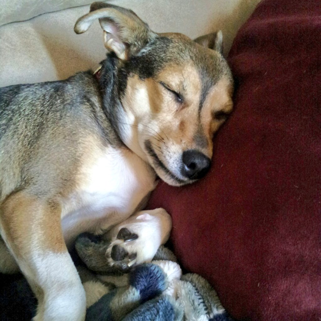 It's #nationalpetday! These are just my favorites, but trust me, I've got a million more on my phone