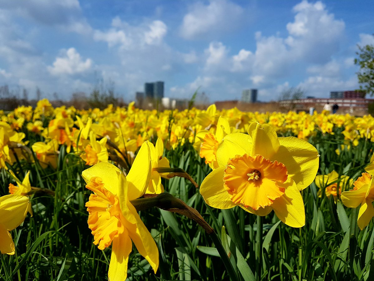 Ook prachtige kleuren in het voorjaar in het #Lumierepark. #Almere #MooiAlmere