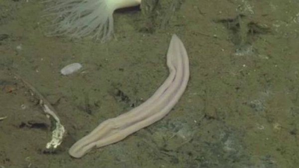 atheist_blog_vk's tweet image. Морское животное «лиловый носок» — нет ничего, даже мозга. Только рот и жопа. Идеальный гражданин.