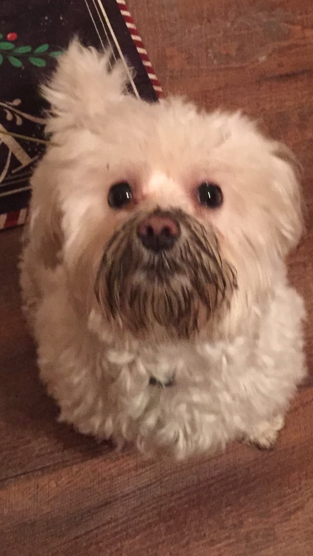 LoriFromPgh's tweet photo. Happy #nationalpetday Griswold Puppyface Gallegor #whatbone? #ihazznobone https://t.co/RQgp3jYi3z