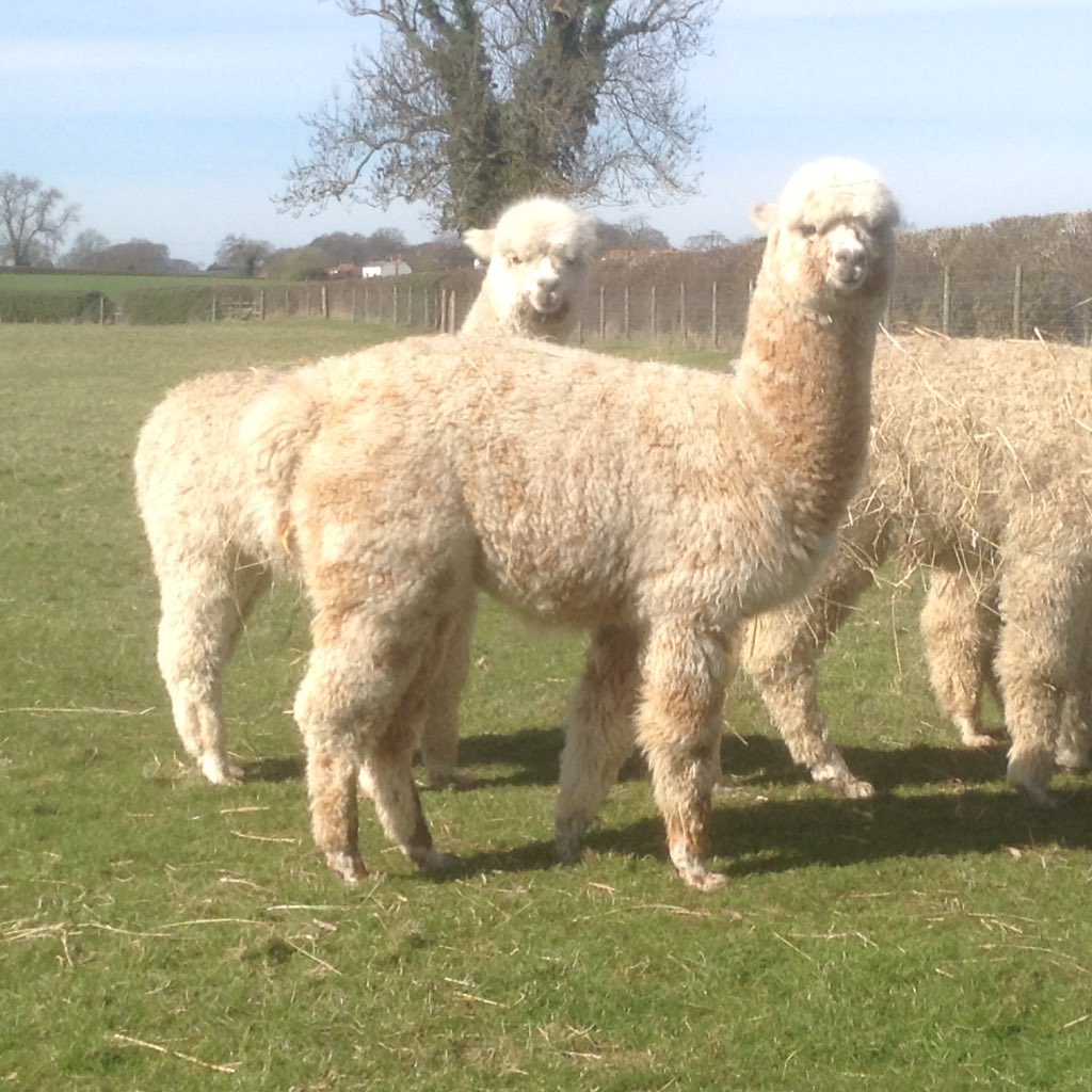 Selling the leopard Appaloosa girls <a href="/PrinceBAlpacas/">Carole Burn</a>.