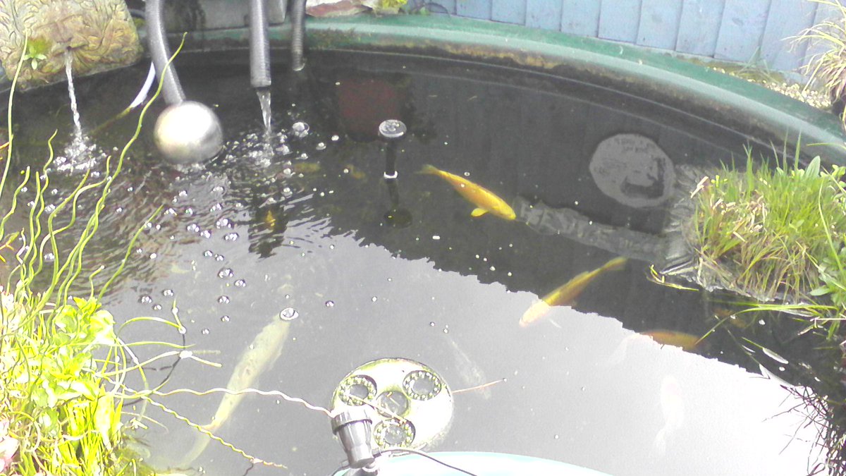 MissTilly20's tweet photo. This Is Nanny's Goldfish https://t.co/ANZ3Epy2Gq
