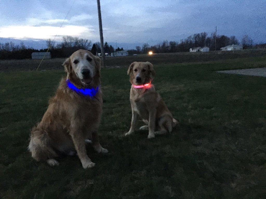 brucebenin's tweet photo. Beauties @CharlieEvieDA in our glow in the dark collars - first 10 people to use coupon "twitterlove" get 20% off! https://t.co/j1ec9t07Hs