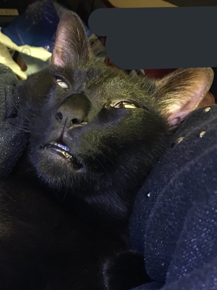 一体なにがあったんだ w黒猫の表情がえげつなすぎるw 話題の画像プラス 一体なにがあったんだ w黒猫の表情がえげつなすぎるw 話題の画像プラス