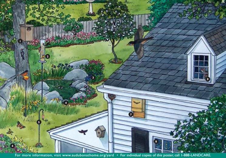 USDA_NRCS's tweet photo. Transform your yard into an oasis for native life. https://t.co/eIRaQNkRmZ https://t.co/S9dPmOlTuY
