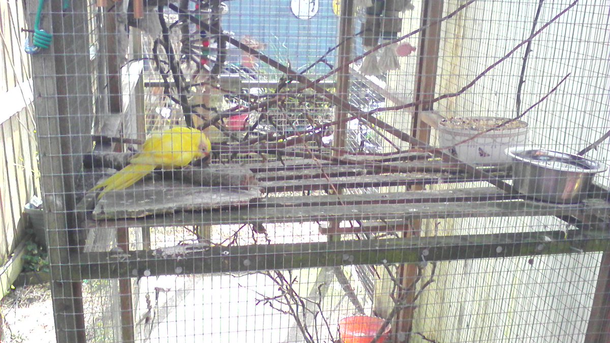 MissTilly20's tweet photo. Look At The Yellow Kakariekie https://t.co/9w4anv4U6G