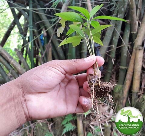 El mejor momento para plantar un árbol fue hace veinte años... El segundo mejor momento, es Hoy 👆🏻 🌳🌱🙌🏻