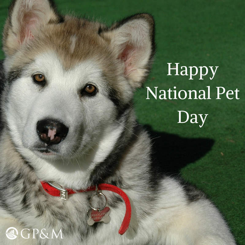 GPMGovReg's tweet photo. Happy #NationalPetDay https://t.co/cXSkAhwfGf