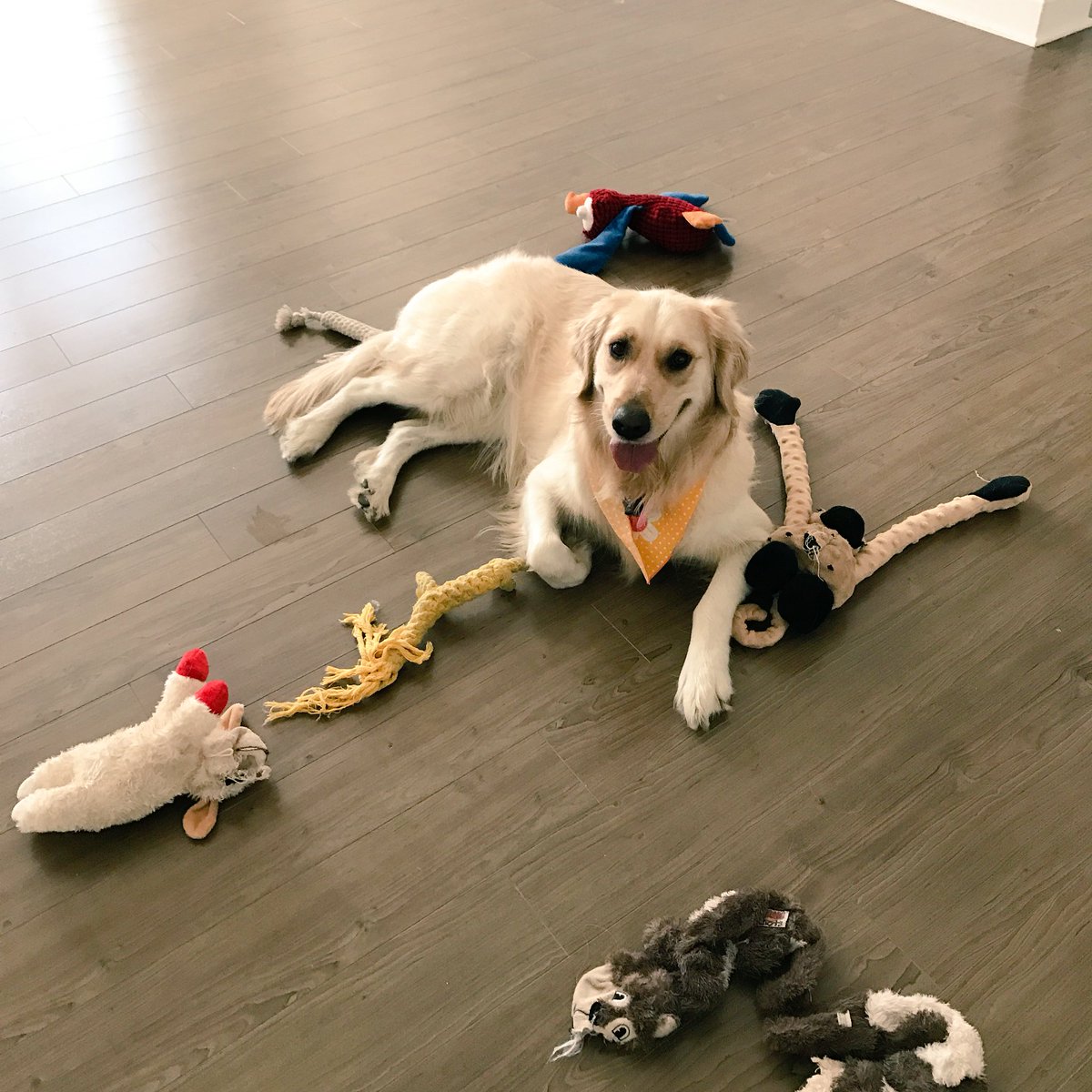 markiplier's tweet image. STOP WHAT YOU'RE DOING AND LOOK AT THIS DOG!! thank you. have a nice day.