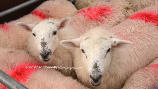 Shearing2017's tweet photo. LaunchConnacht Sheep Shearing RafterysWed12April all welcome https://t.co/LKaNkiFugb