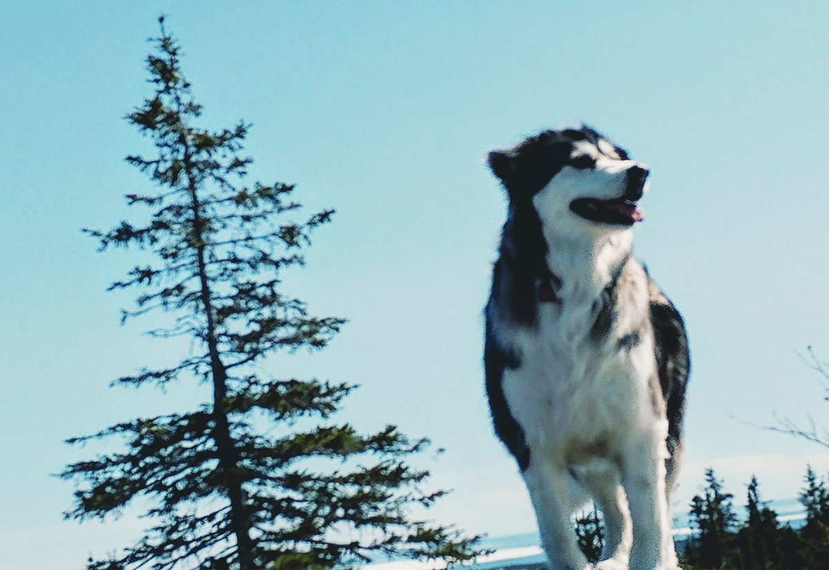 Enjoying the first few days of spring #yyt #ECT #Puppylove #furbaby