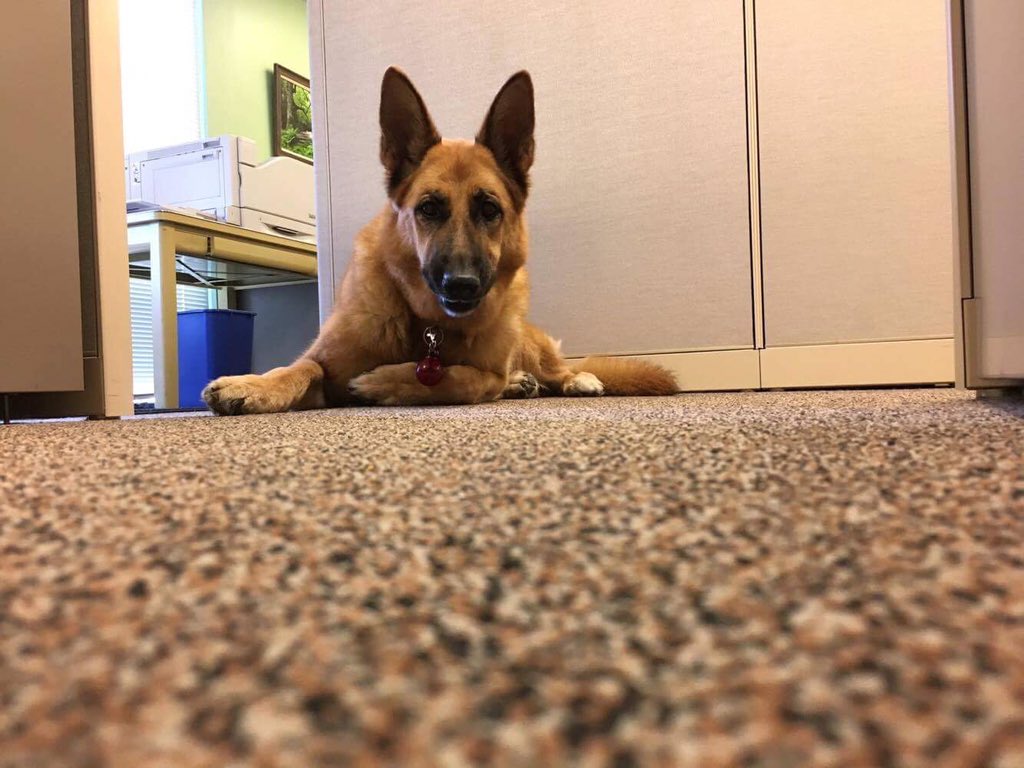 VortexOptics's tweet photo. No fear when Bella's here - she's got your six! 👀
#DogsOfVortex #NationalPetDay https://t.co/w6XSqwS1fH