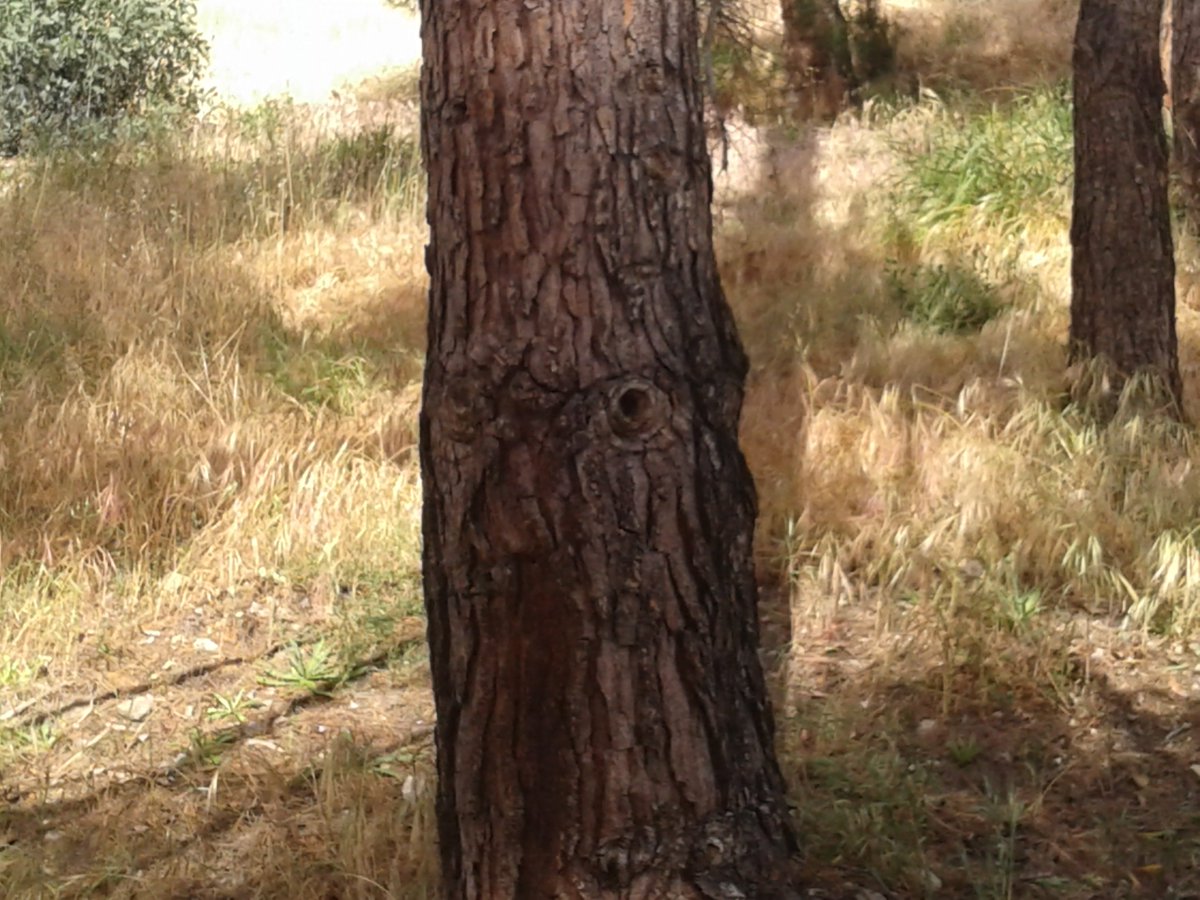 TreeDude420's tweet photo. Whoa man! I'm I just high? Or is there a face in the bark of that ponderosa pine? https://t.co/Ay2B0Nyomq