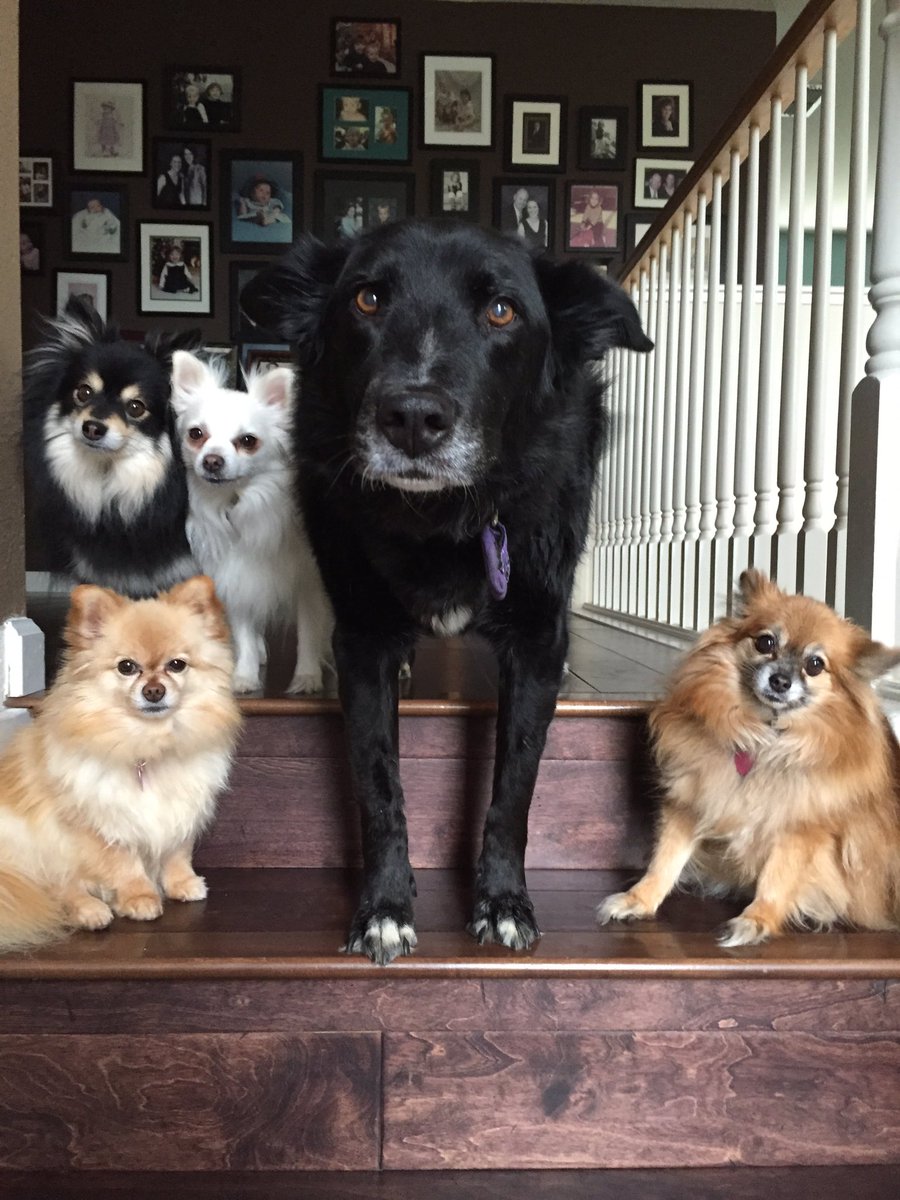 MeCommunication's tweet image. It's #nationalpetday.  Here's some of our office help