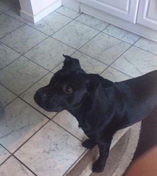 millypod1's tweet photo. 🆘#Lost #ScanMe YOUNG  Black Staffordshire Bull Terrier Male
#Oldbrook area #MiltonKeynes #Buckinghamshire #MK6 https://t.co/VjzyJmo3ml https://t.co/pZ90OroG62