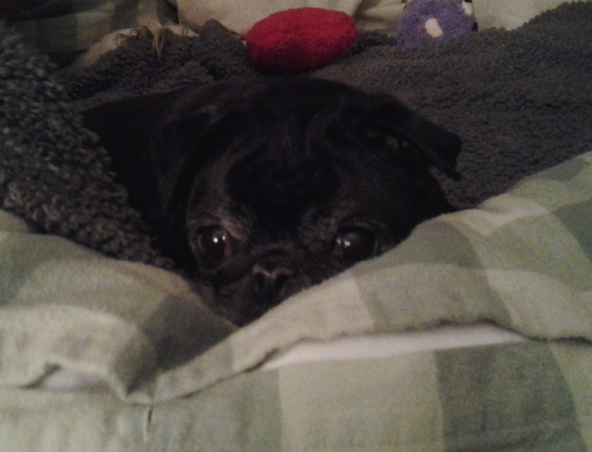 Puglady02's tweet photo. #NationalPetDay Give your pets some extra love today #IPUG https://t.co/Z6282R1JBN