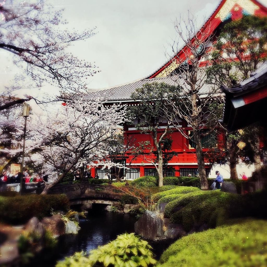 Touch_Touch1's tweet photo. Time is here #cherryblossoms #tokyo #花見 #せんそうじ ＃日本 #japan #touchtouchstudio 2017 https://t.co/pH0ap9IfVU