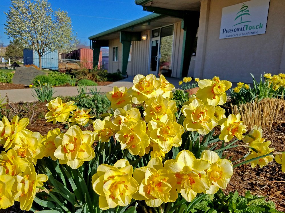 PersonalTouchGL's tweet image. Our Double #Daffodils are loving this weather!  Which #bulbs are blooming in your #garden right now?