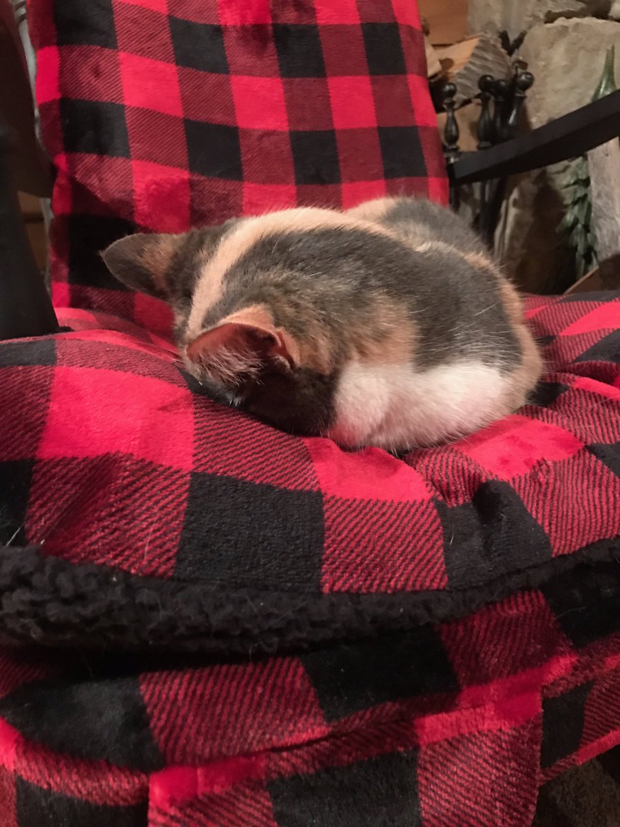 adlutterbach's tweet image. Happy #NationalPetDay from my weird ass animals