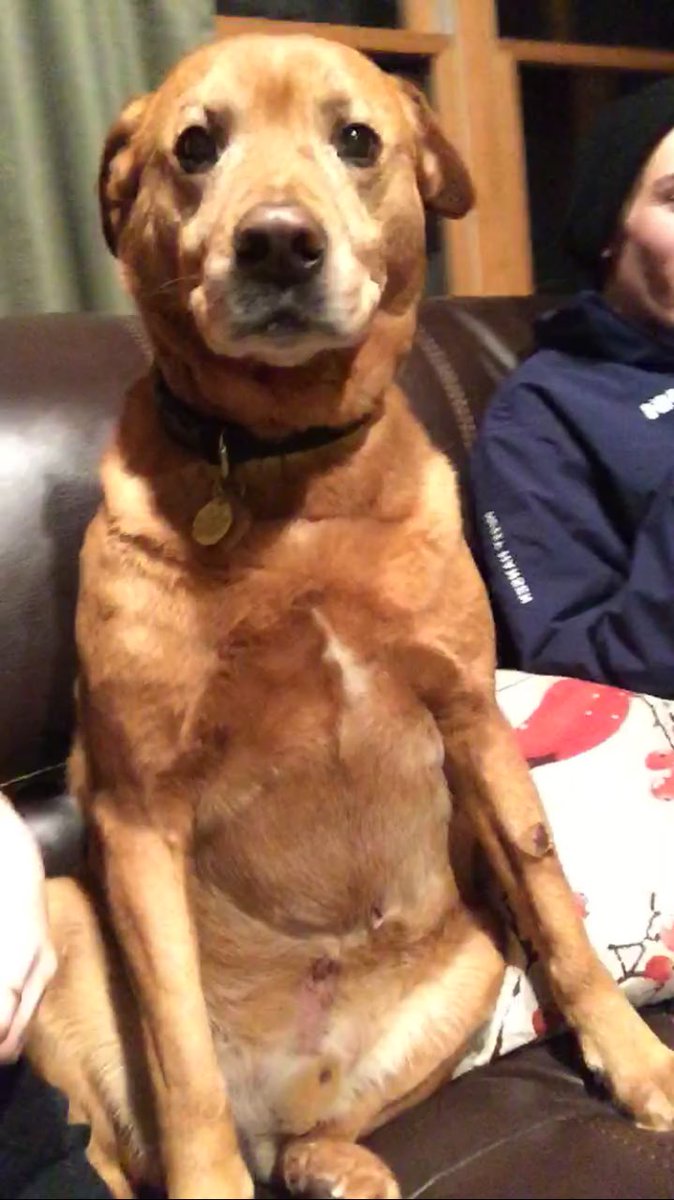 adlutterbach's tweet image. Happy #NationalPetDay from my weird ass animals