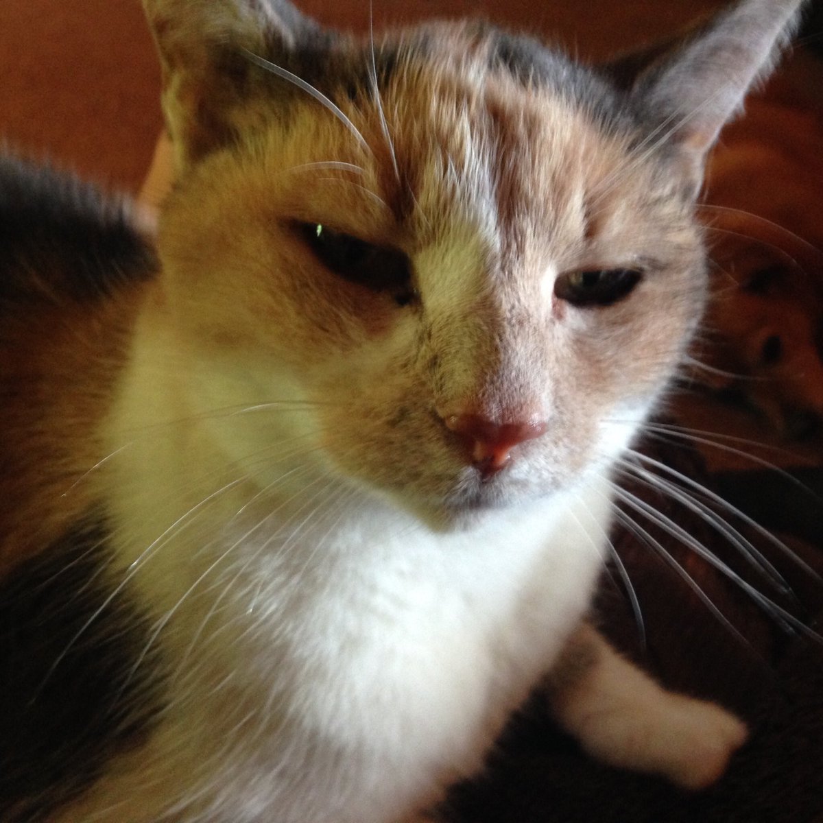 adlutterbach's tweet image. Happy #NationalPetDay from my weird ass animals