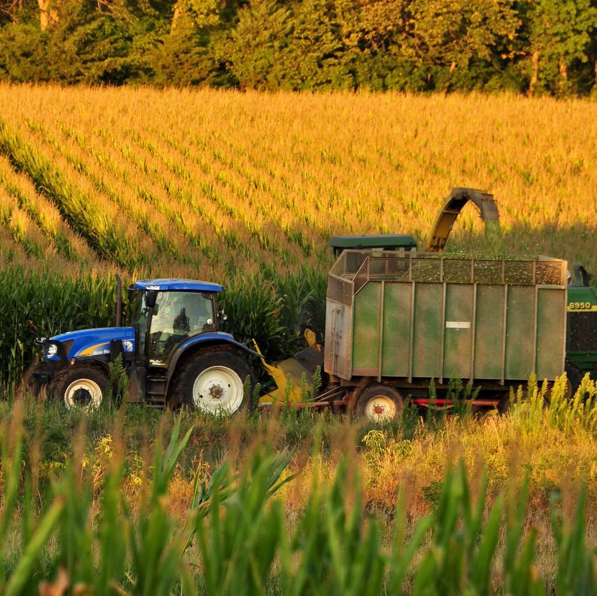 SciSolutions's tweet photo. Agricultural biotechnology regulations are a mess — Here's how Trump can unshackle innovation - Genetic Literacy… https://t.co/E5JYFnCYkE https://t.co/dxqGXvWf0M