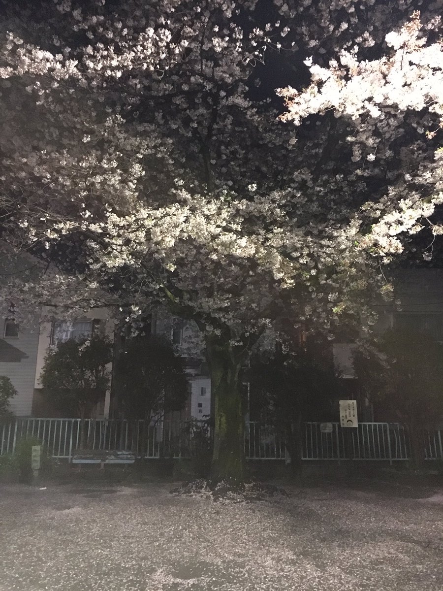 I went to a public bath. And cherry blossoms in the neighborhood. The moon is out!