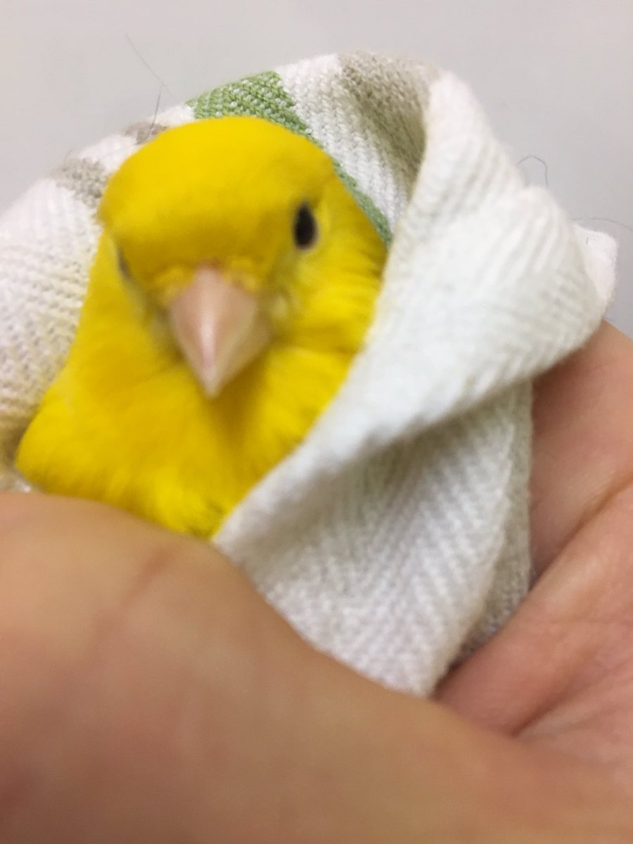 FoxVeterinary's tweet photo. Little birds of spring here in #finglas looking forward to #eastereggs 🐥🌷#veterinary https://t.co/DNlSpMYiKp