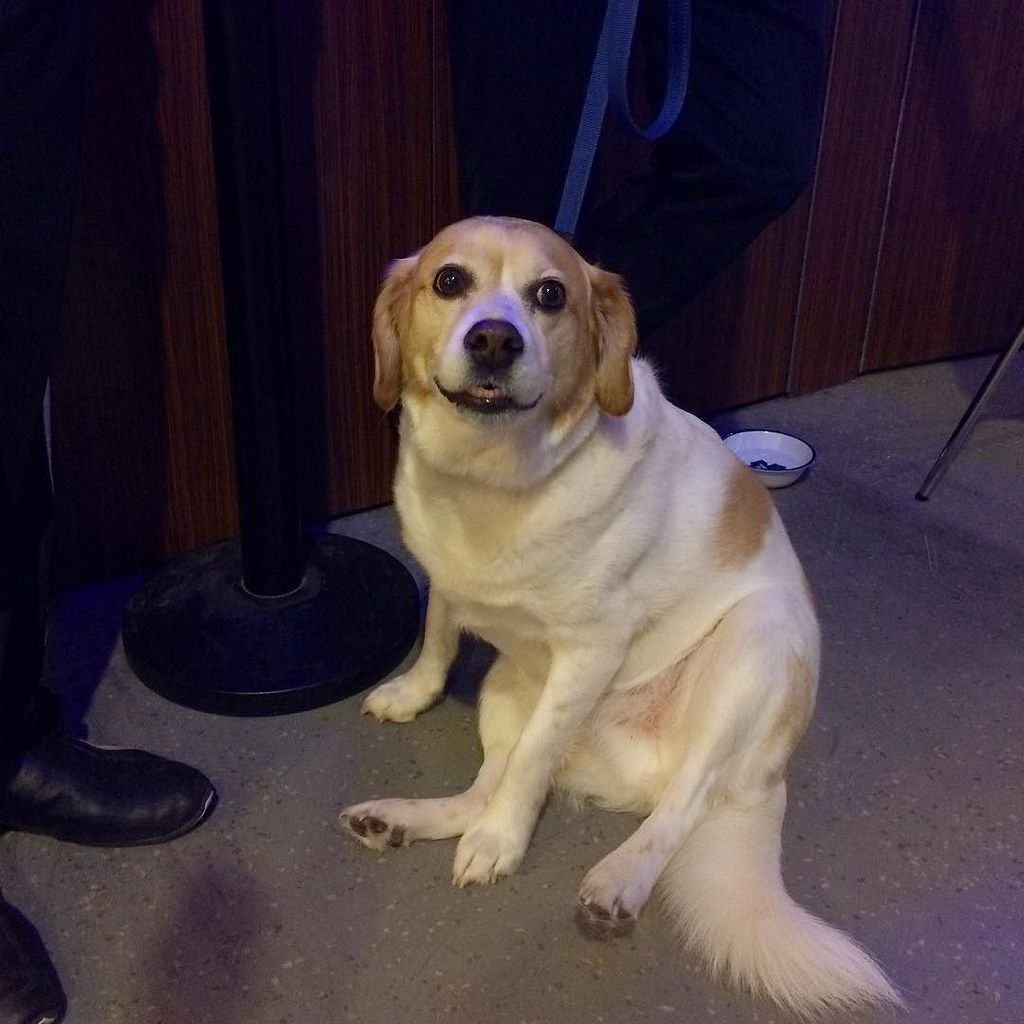 MSAmohawk's tweet image. Hurry to @thearniecellar before 1:00 and meet Farley and the other therapy dogs!🐶 #destressandchill #msaEVENTS #ms… ift.tt/2o3pGN8