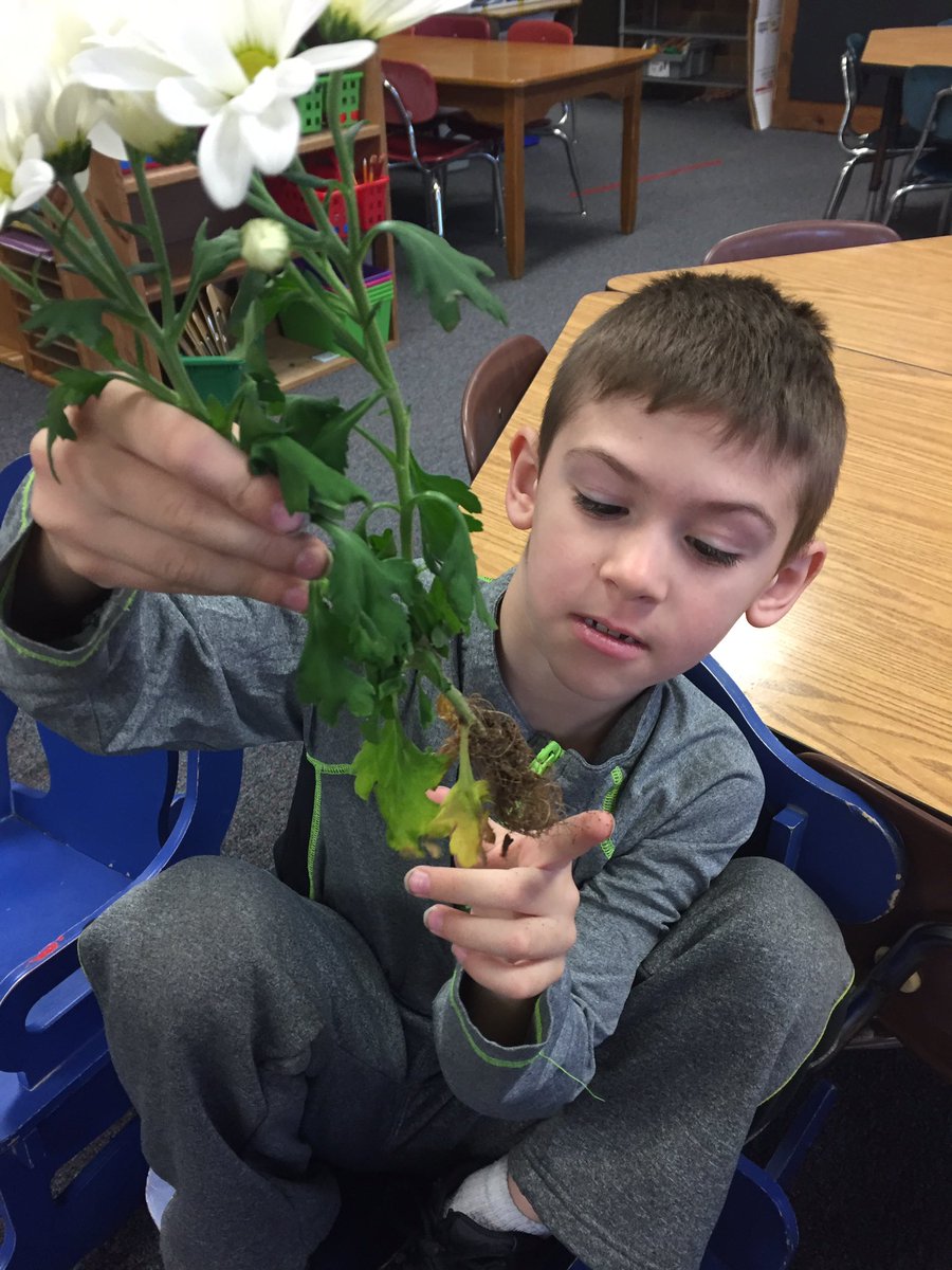 mrschudzinski's tweet photo. Today in K we are learning that we eat all parts of plants! Seed, roots, leaves, stems, and fruit!#planting @els_eagles @PrincipalLuckey https://t.co/E9gQxqIPoy
