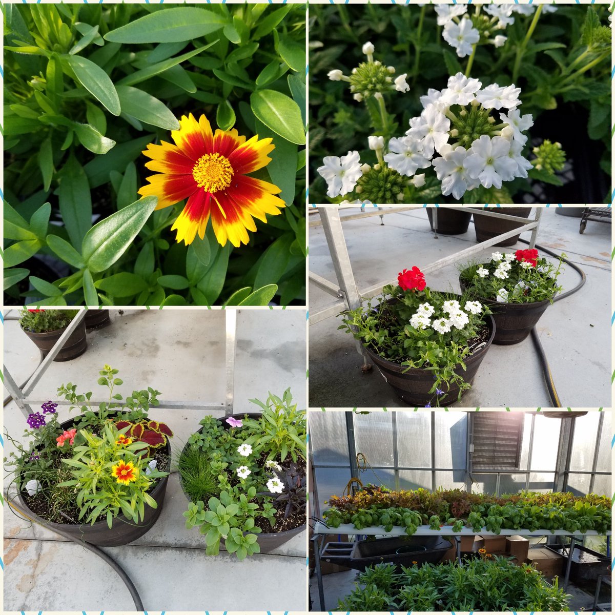 LecaChapman's tweet photo. RHS FFA greenhouse...Doing to Learn! https://t.co/zrwtYHoIdC