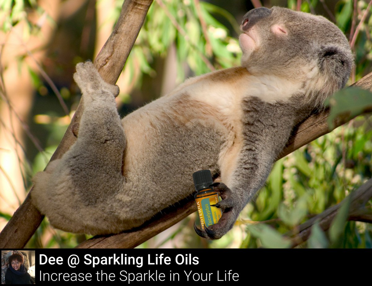 Eucalyptus helps lessen tension! #doTERRA
#SparklingLifeOils #EssentialOilLifestyle