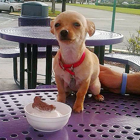 It's National Pet Day! Get a Pup Cup free with any menu item when you bring your fur friend!
