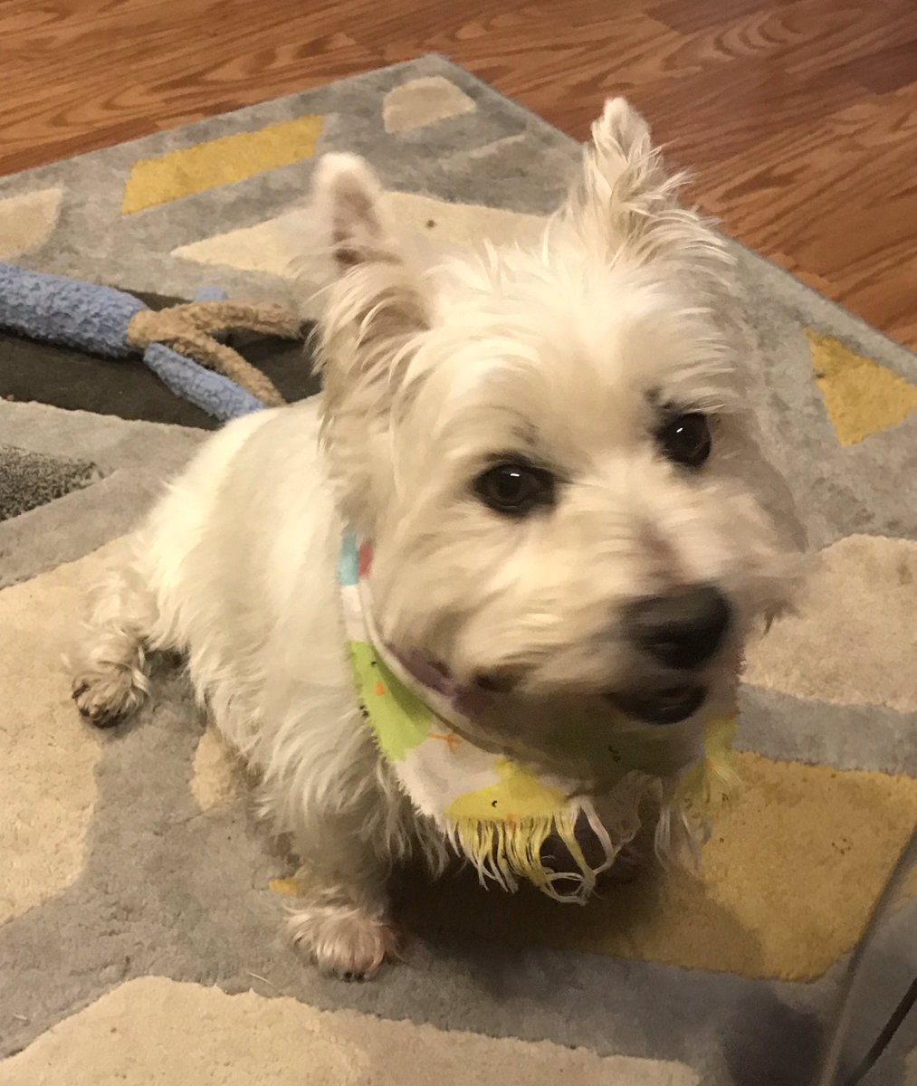 chh4883's tweet photo. #9pets Belle https://t.co/vT88LU3EBn