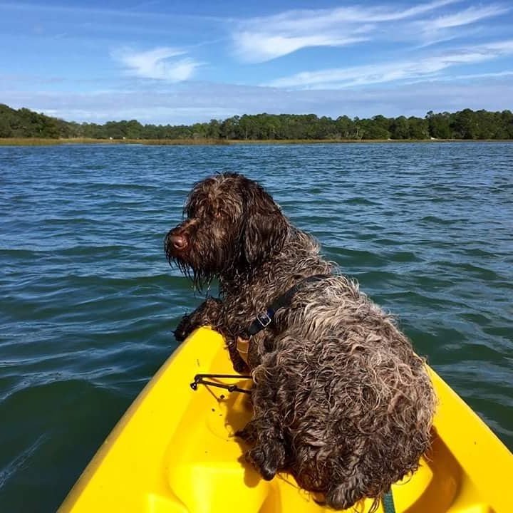 KayakAmelia's tweet photo. Happy #nationalpetday !
#dogsoftwitter #dogswhokayak #griffonlovers #dogslife #yaklife #griffon #waterdog https://t.co/KqzV0vXpH6