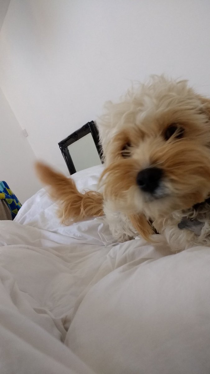 #nationalpetday #wishshewasmine