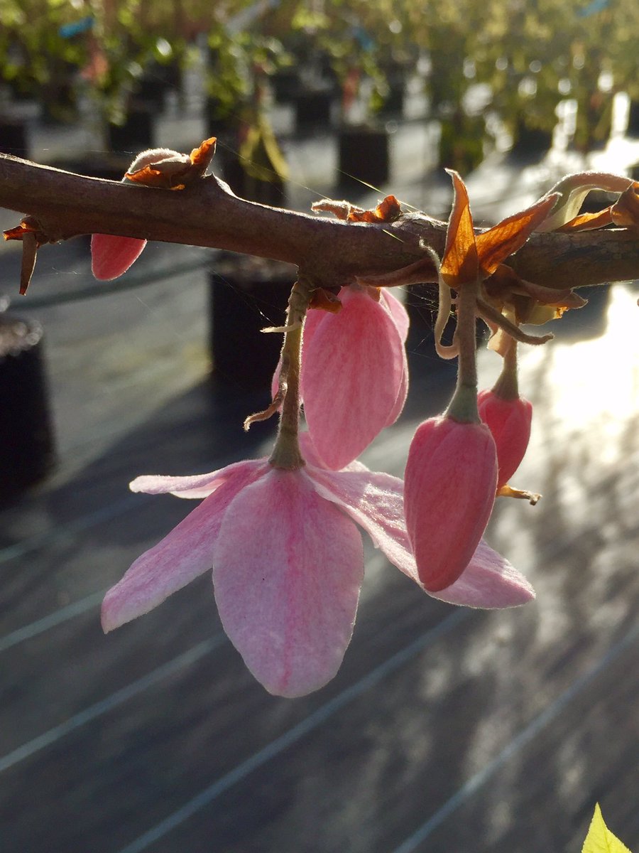 PlantGrafter's tweet photo. Melliodendron xylocarpum another Styracaceae native to #China #pinkform https://t.co/cBS5oUgHKc