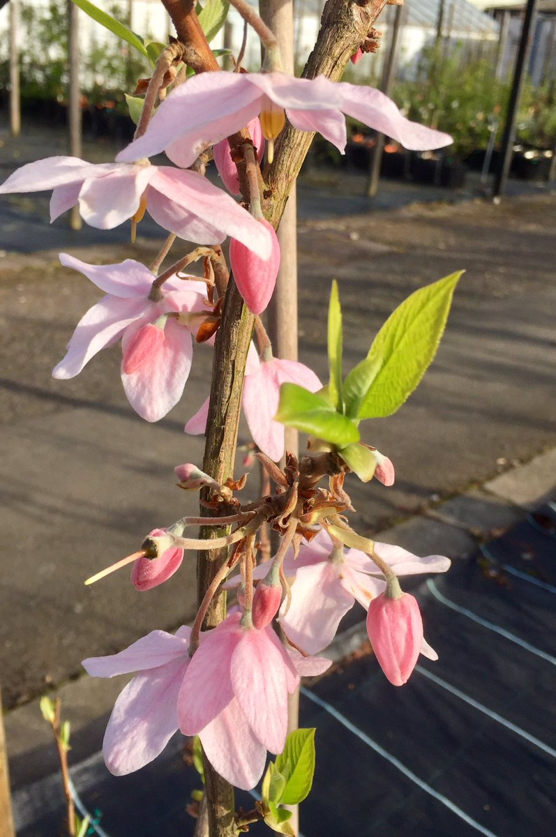 PlantGrafter's tweet photo. Melliodendron xylocarpum another Styracaceae native to #China #pinkform https://t.co/cBS5oUgHKc