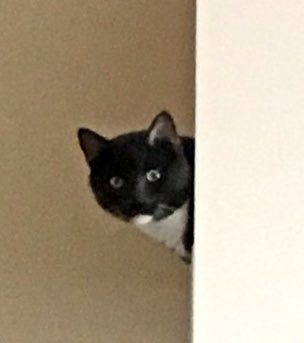 JSeditorial's tweet photo. When you're sitting on your couch minding your own business and you see this https://t.co/qp0qXLQE5q