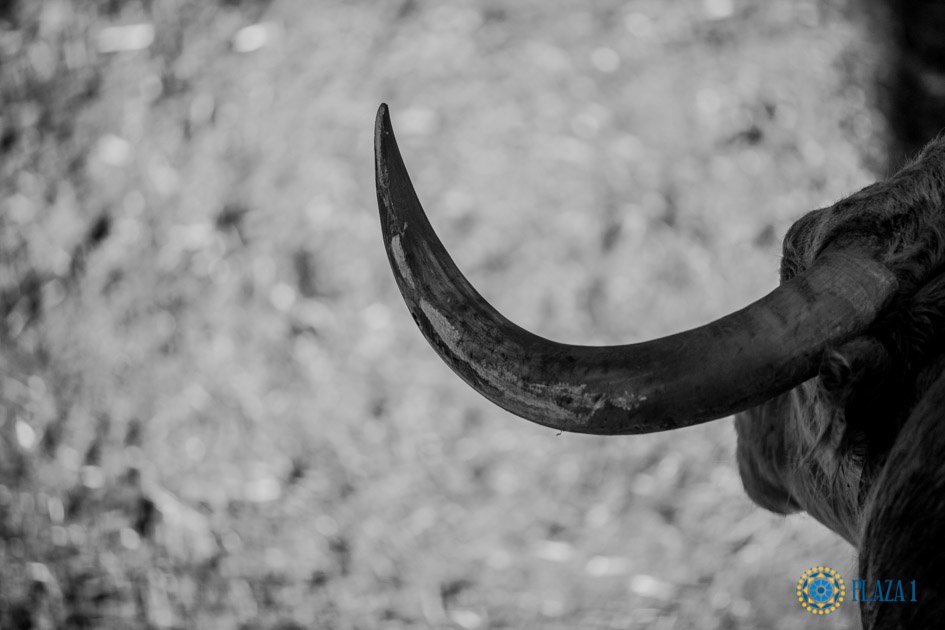 LasVentas's tweet photo. 📸 | Los de @Montealto_UNJ para Resurrección ya están en #LasVentas... ¡No te pierdas las imágenes del desembarque!
👉 https://t.co/iDc3Zd9noP https://t.co/zA1ox23dxM