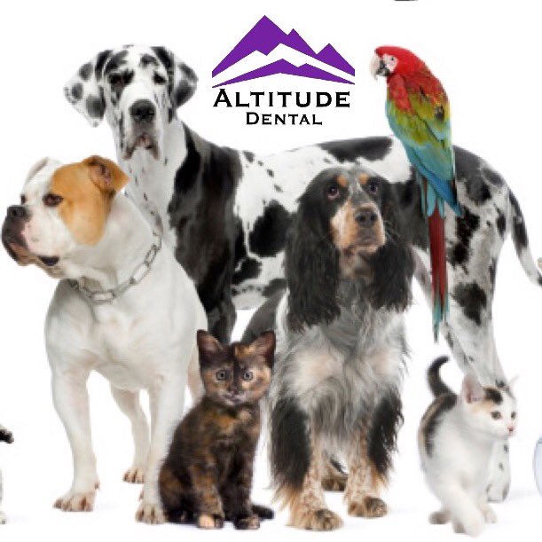 AltitudeDental's tweet photo. Happy #NationalPetDay from #AltitudeDental 💜 What kind of pets do you have? https://t.co/QEREOW4bAu