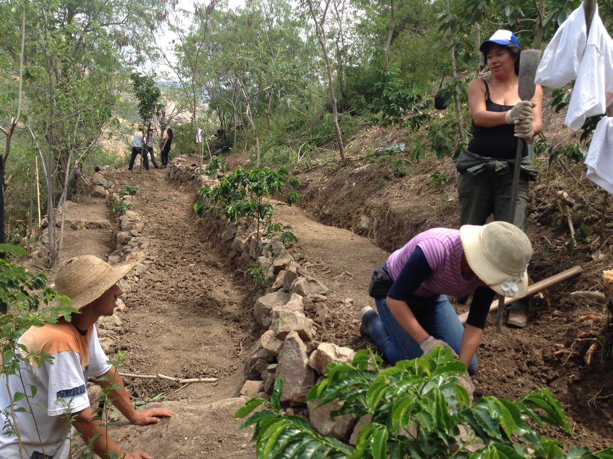 bon_mario's tweet image. #ServicioAgricola Voluntario deja 460 mts de suelo en #TerrazasdeCultivo para siembra de alimentos en #CañóndelChicamocha durante #Convite